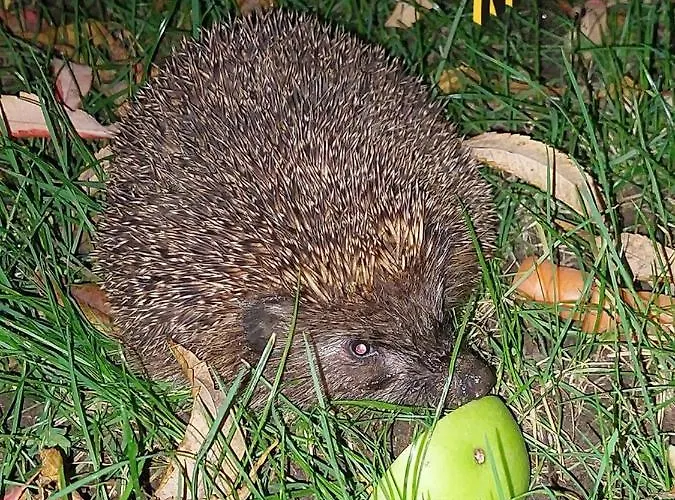 Ranczo U Wróbla Slupnica